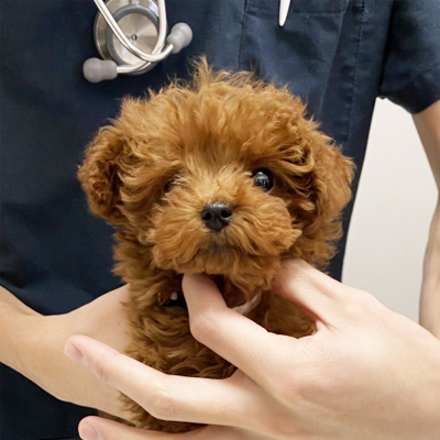 治療中の犬の画像